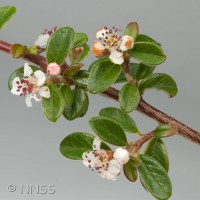 Cotoneaster